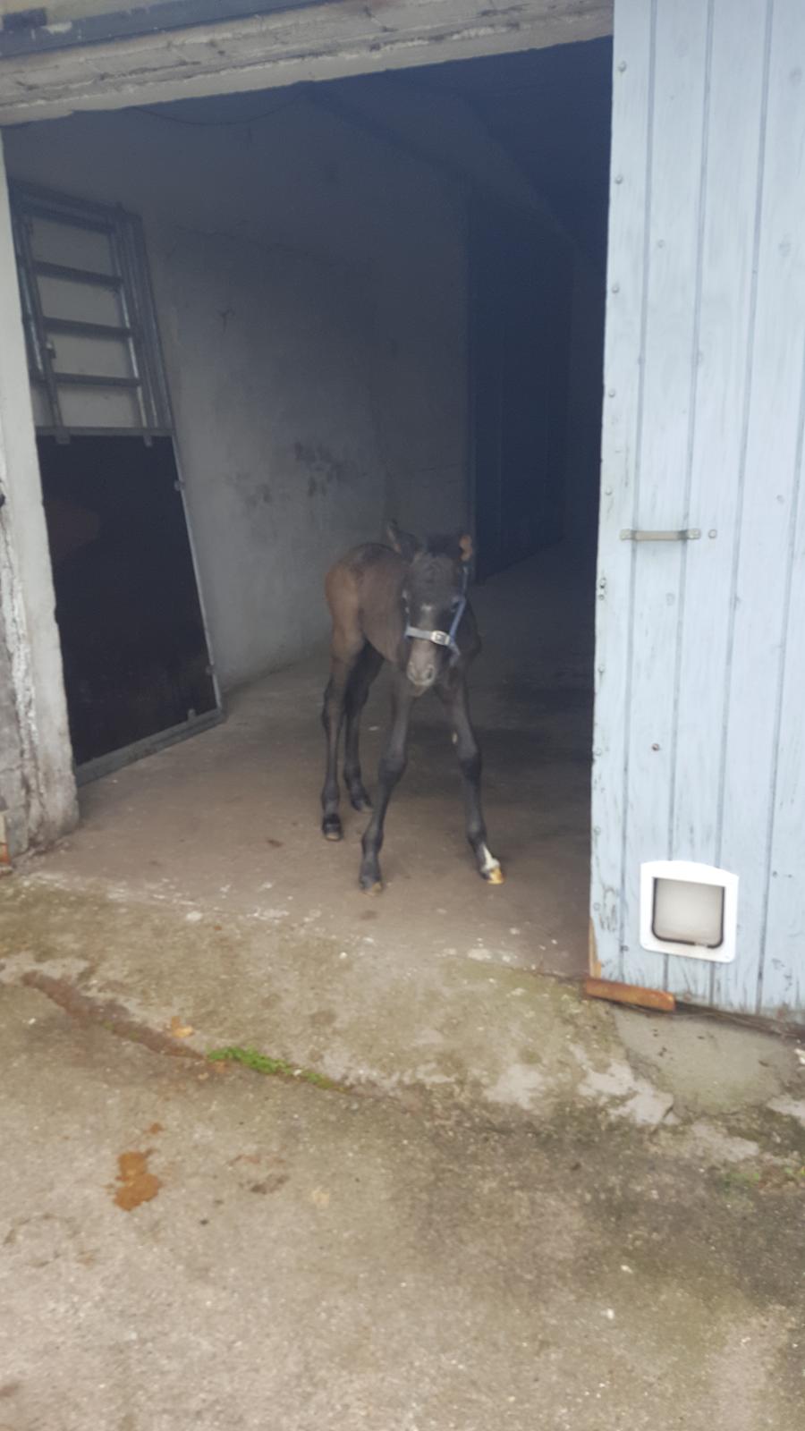 New Forest Harbogaards Cody billede 14