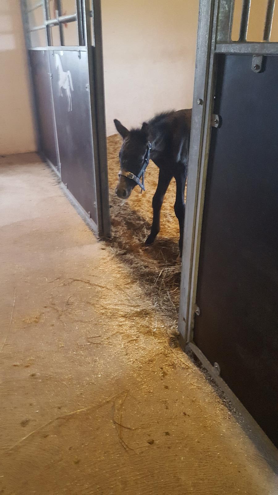 New Forest Harbogaards Cody billede 15