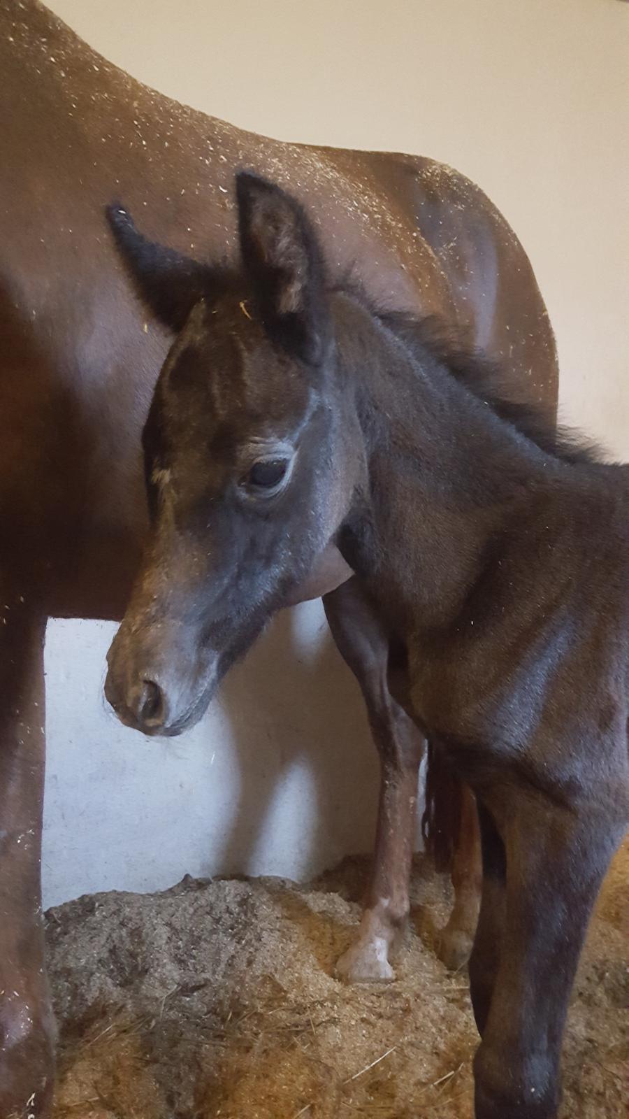 New Forest Harbogaards Cody billede 10