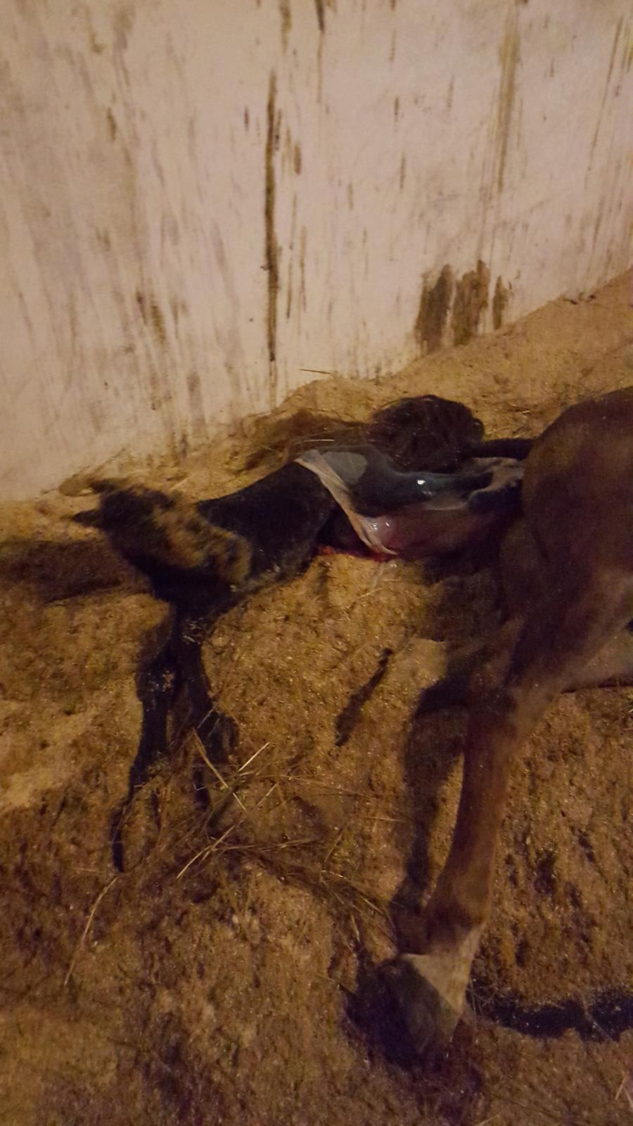 New Forest Harbogaards Cody billede 16