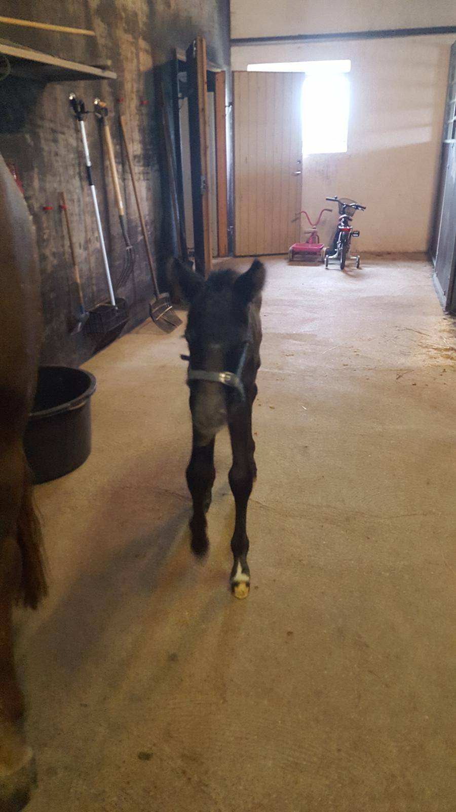 New Forest Harbogaards Cody billede 17