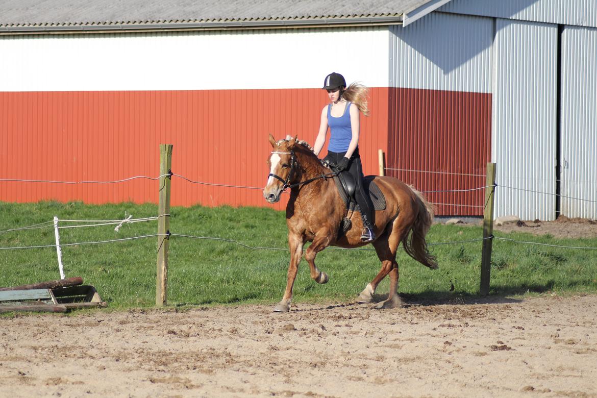 Haflinger Gipsy billede 42