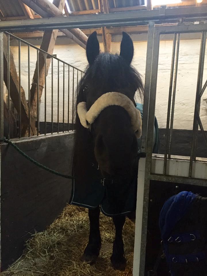 Frieser Nammen Fan'e Vesta Hoeve *SPORT* billede 23