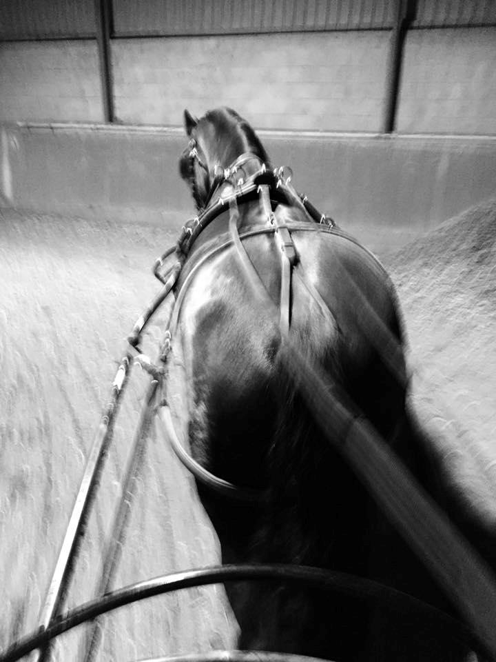 Frieser Nammen Fan'e Vesta Hoeve *SPORT* billede 20