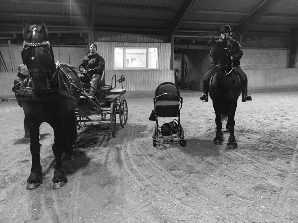 Frieser Nammen Fan'e Vesta Hoeve *SPORT* billede 9