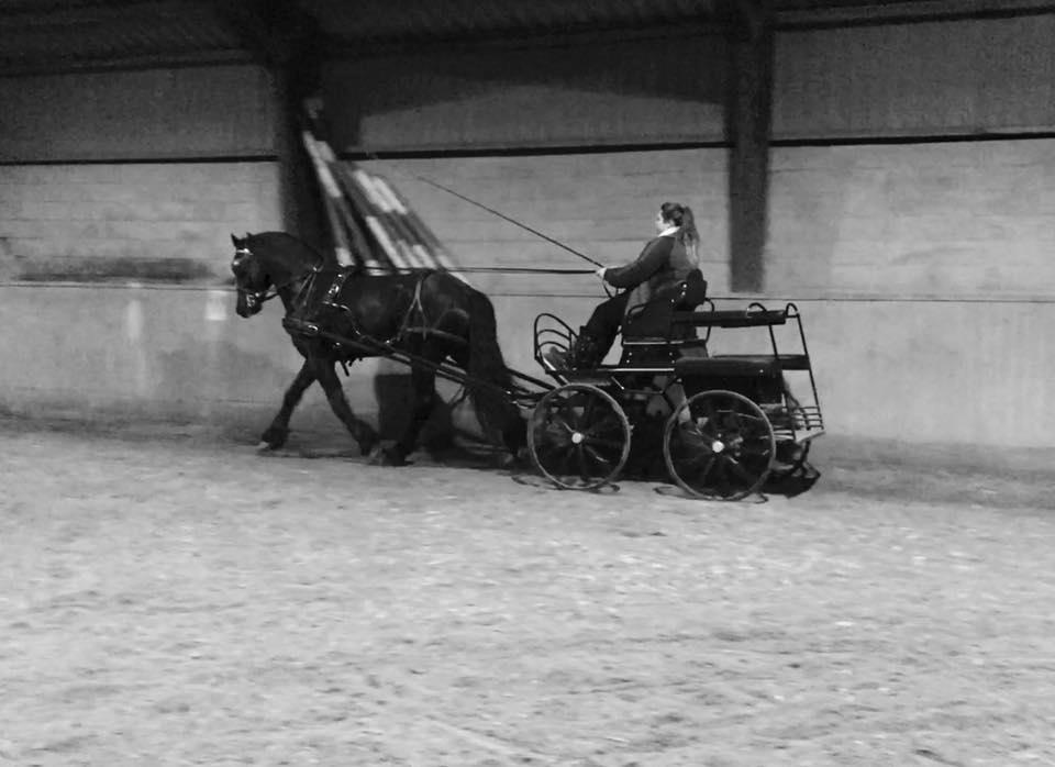 Frieser Nammen Fan'e Vesta Hoeve *SPORT* billede 4