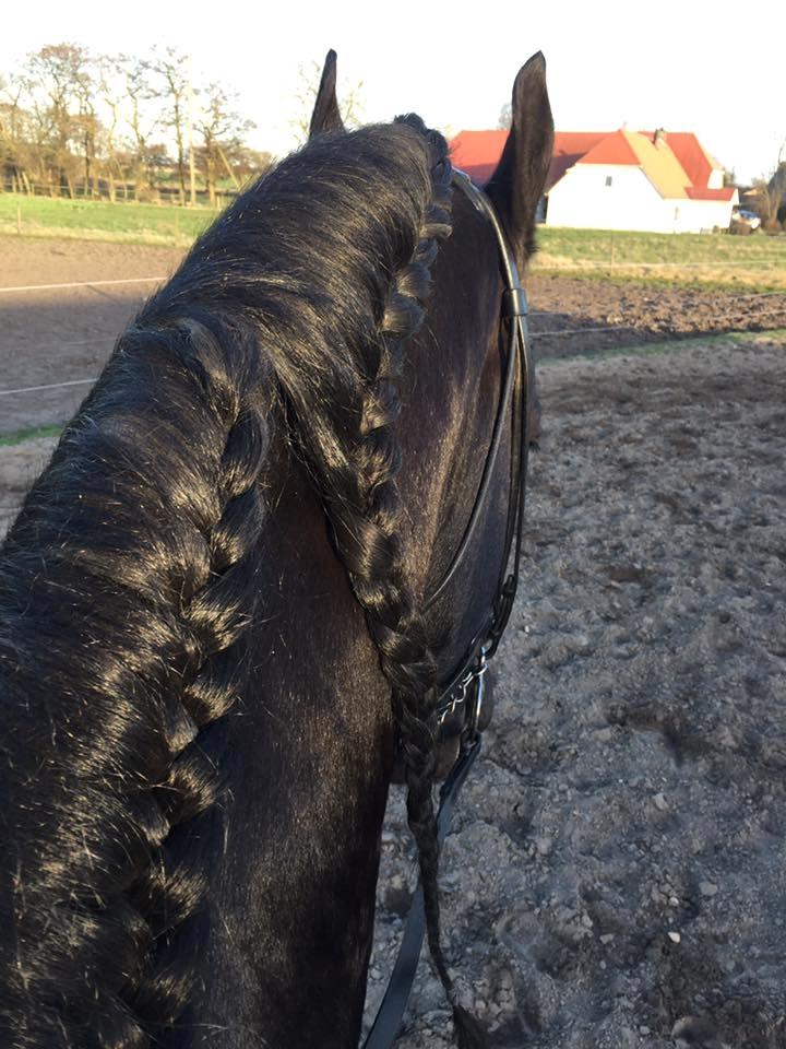 Frieser Nammen Fan'e Vesta Hoeve *SPORT* billede 33