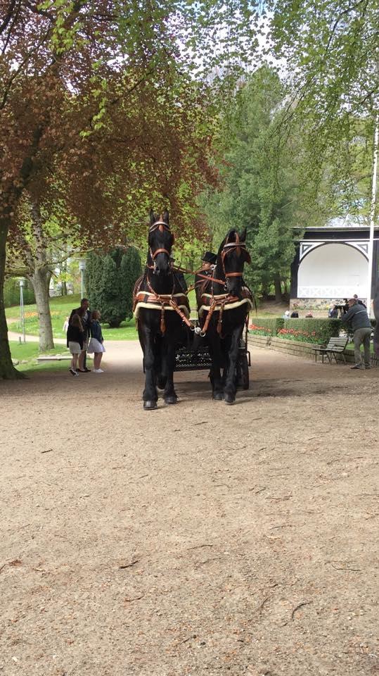 Frieser Nammen Fan'e Vesta Hoeve *SPORT* billede 11