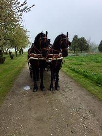 Frieser Nammen Fan'e Vesta Hoeve *SPORT* billede 7