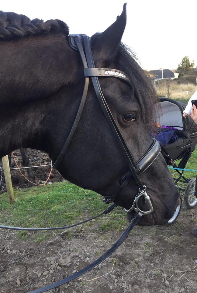 Frieser Nammen Fan'e Vesta Hoeve *SPORT* billede 15