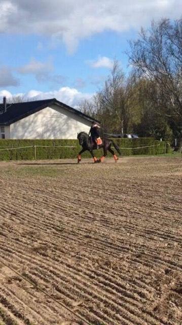 Frieser Nammen Fan'e Vesta Hoeve *SPORT* billede 5