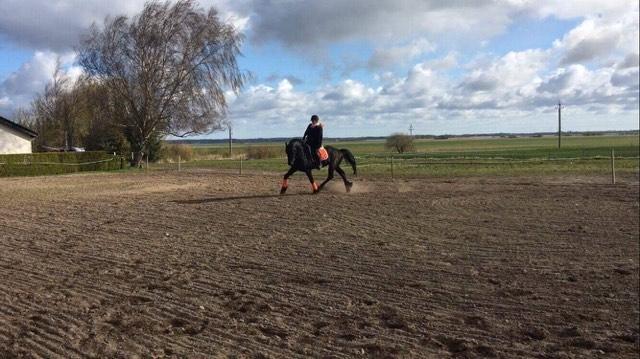 Frieser Nammen Fan'e Vesta Hoeve *SPORT* billede 12