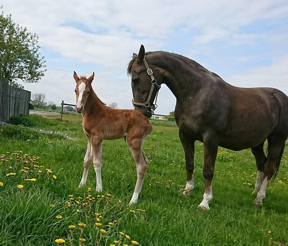 Anden særlig race Butterhills Mistry Malou billede 3