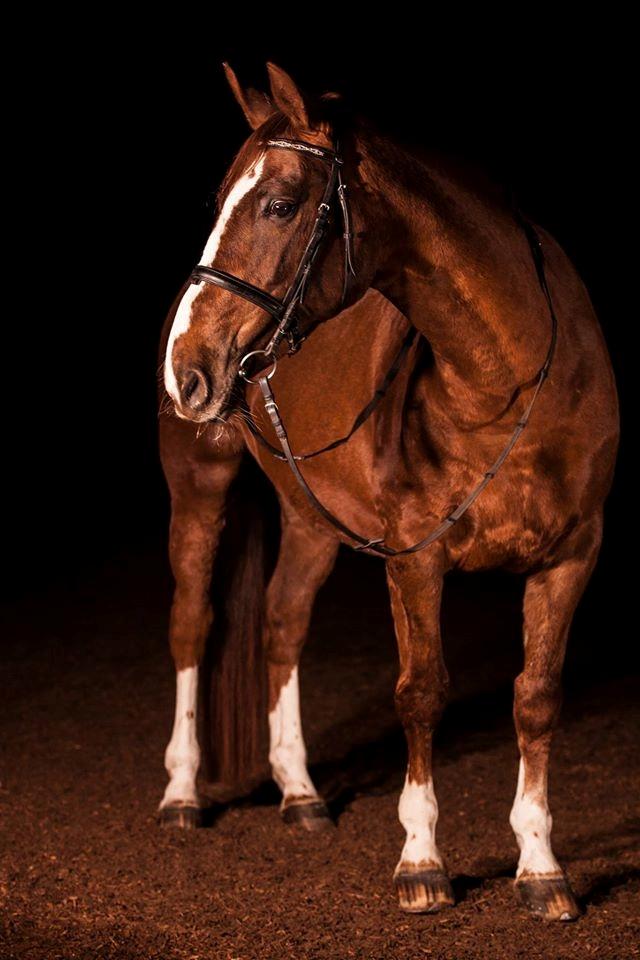 Anden særlig race Butterhills Mistry Malou billede 5