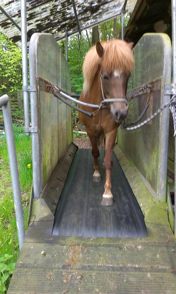 Islænder Grímséy fra Isfryd - Grimsey på løbebånd billede 8