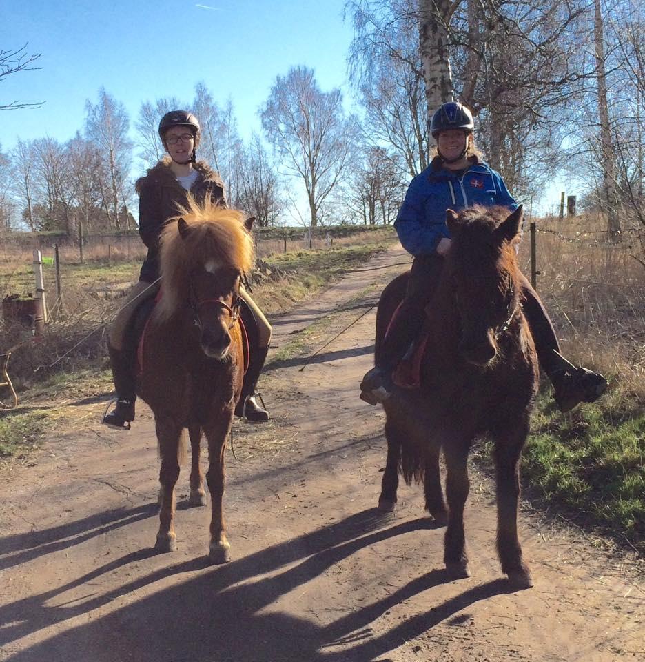 Islænder Grímséy fra Isfryd - Så har jeg tilredet Grimsey billede 9