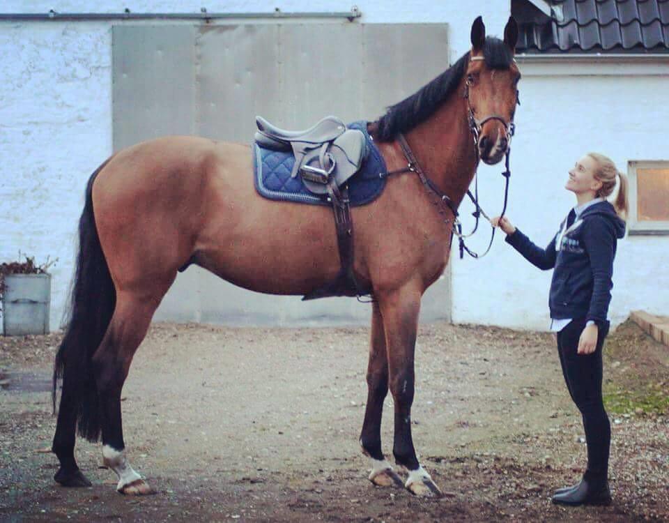 Dansk Varmblod Christiano mak billede 2