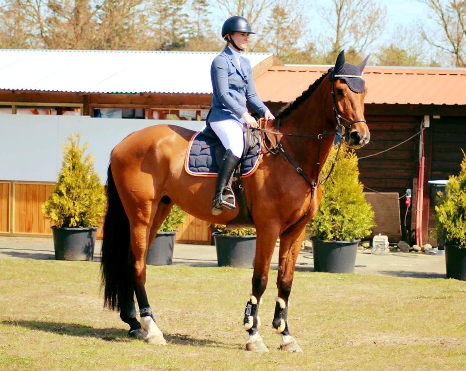 Dansk Varmblod Christiano mak billede 4