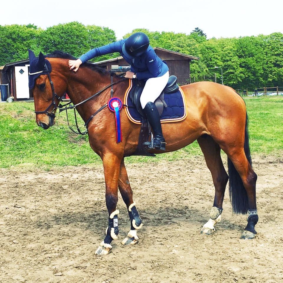 Dansk Varmblod Christiano mak billede 1