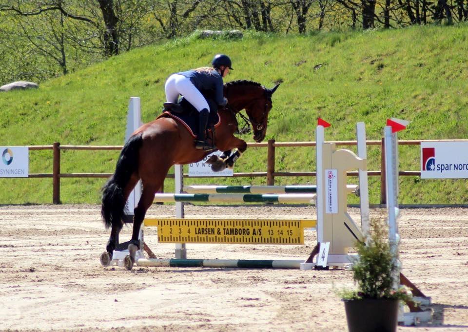 Dansk Varmblod Christiano mak billede 6