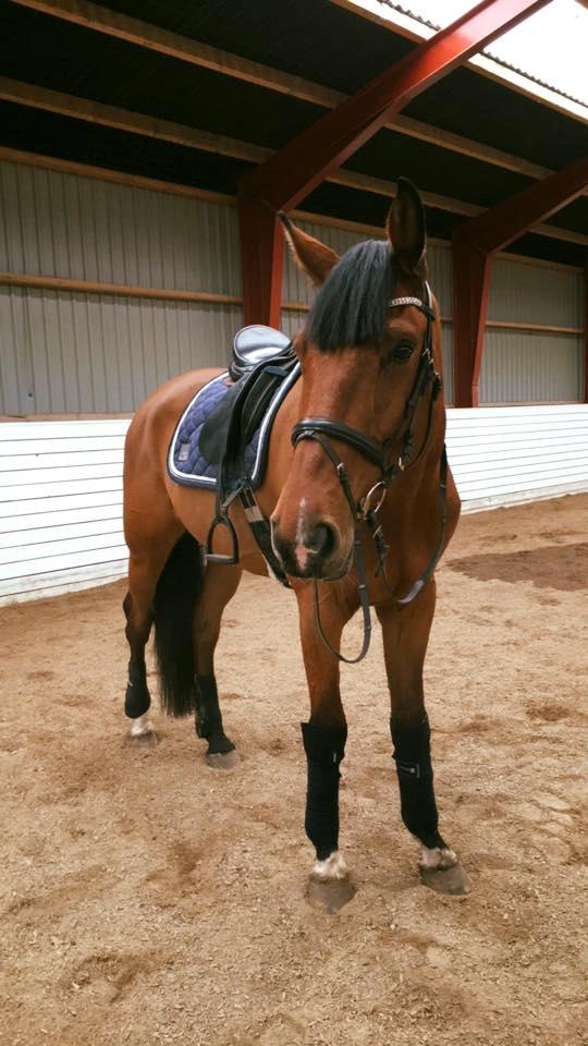 Dansk Varmblod Christiano mak billede 7