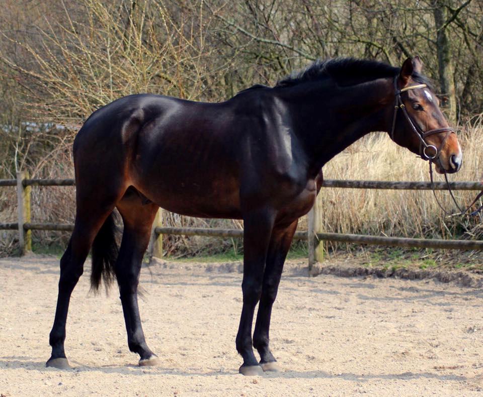 Norsk Varmblod  Brilliant VVV billede 1