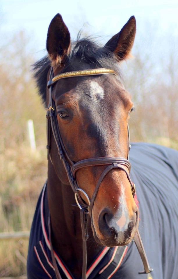 Norsk Varmblod  Brilliant VVV billede 3