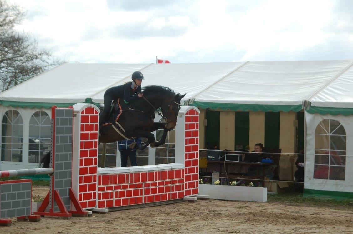 Norsk Varmblod  Brilliant VVV billede 5