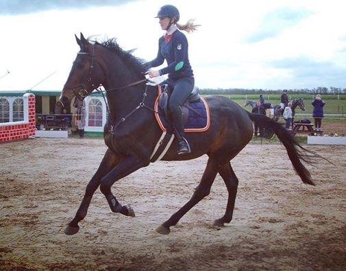 Norsk Varmblod  Brilliant VVV billede 7