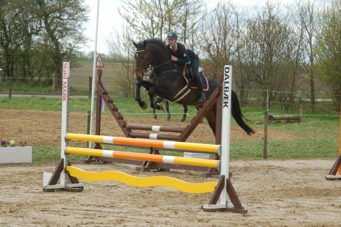 Norsk Varmblod  Brilliant VVV billede 6