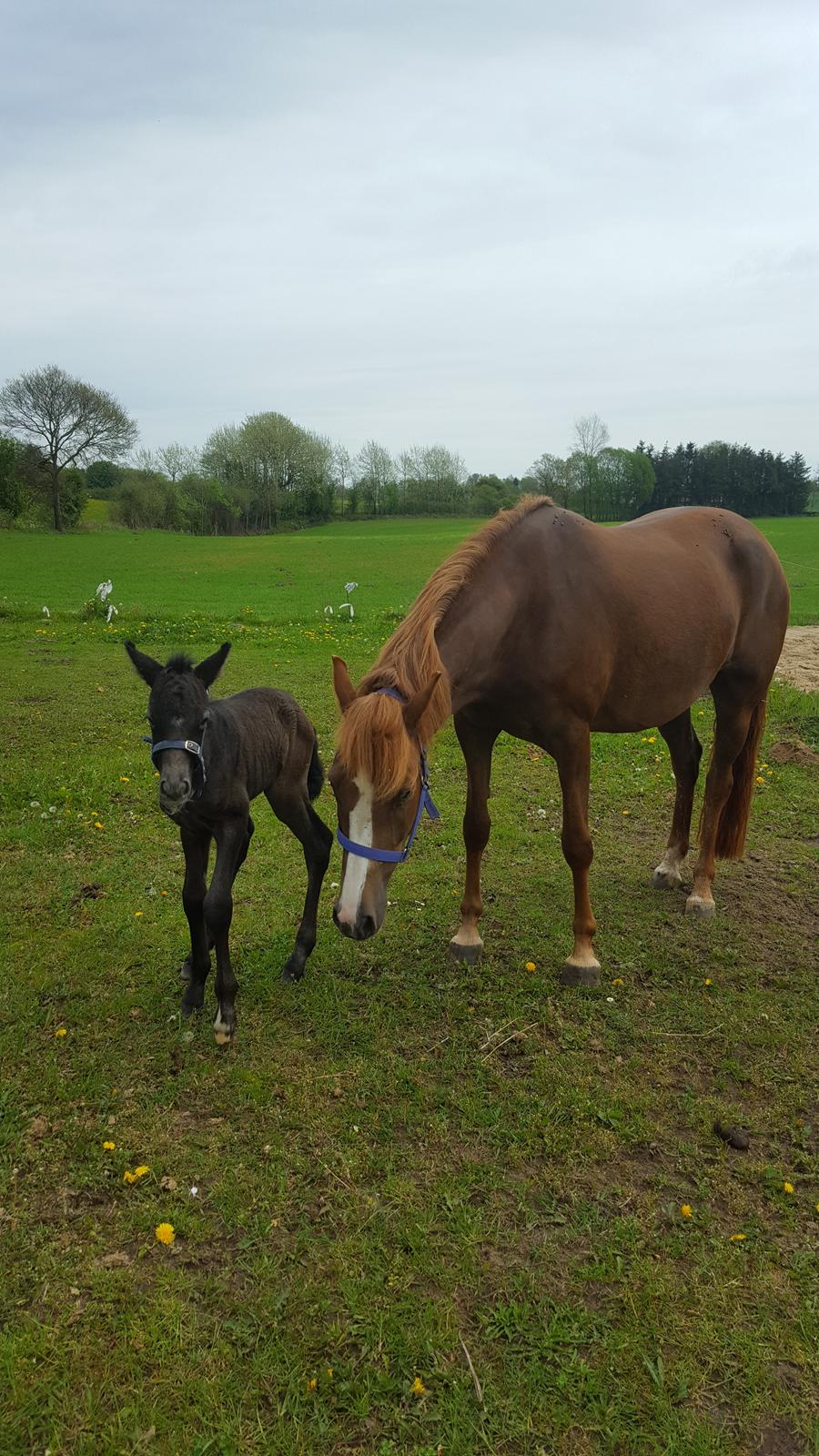 New Forest Harbogaards Cody billede 18