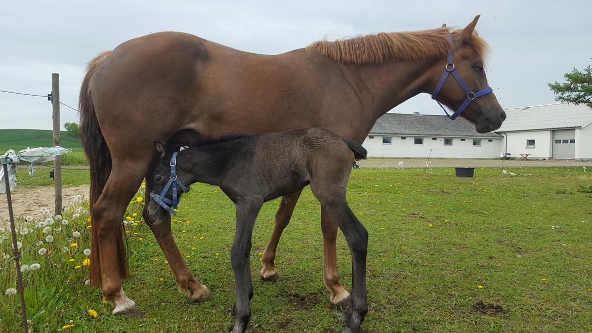 New Forest Harbogaards Cody billede 19