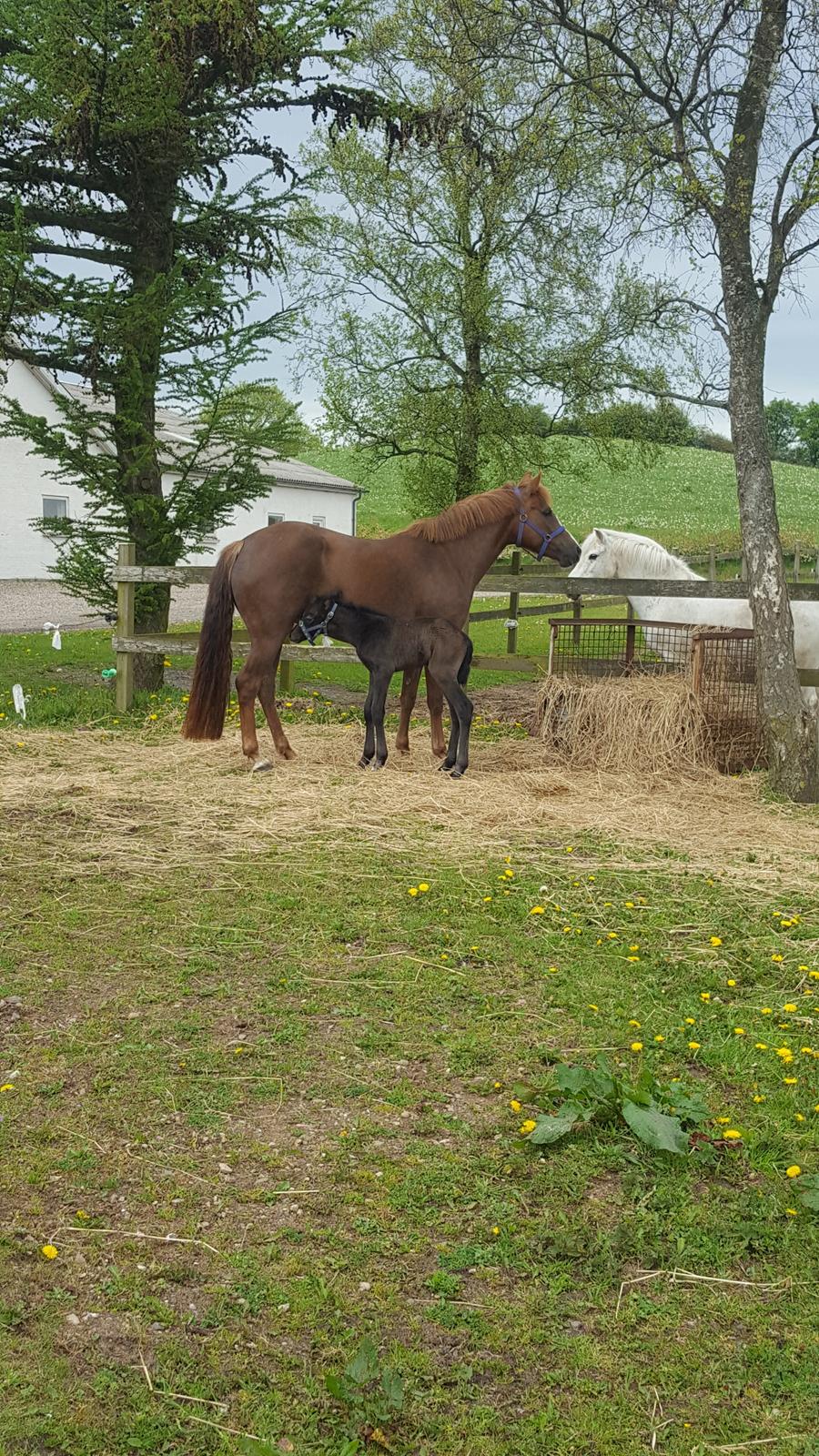 New Forest Harbogaards Cody billede 20