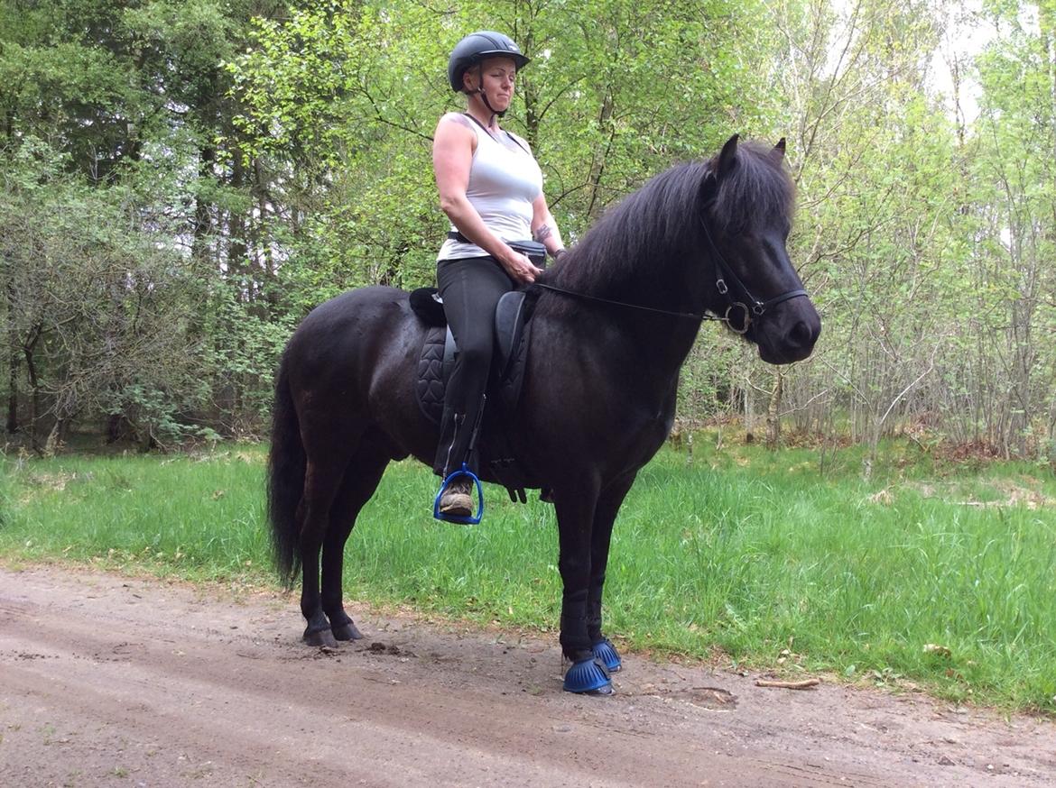 Islænder Gauski billede 12