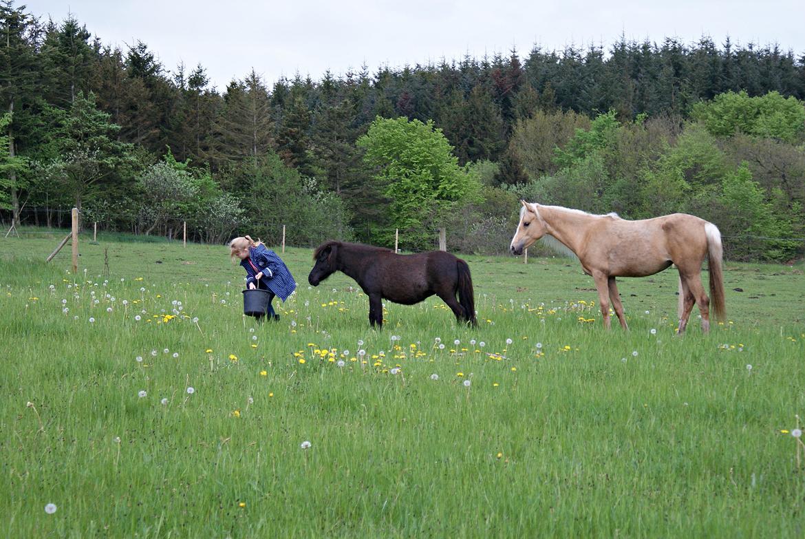 Shetlænder Lucky Of Nobility billede 1
