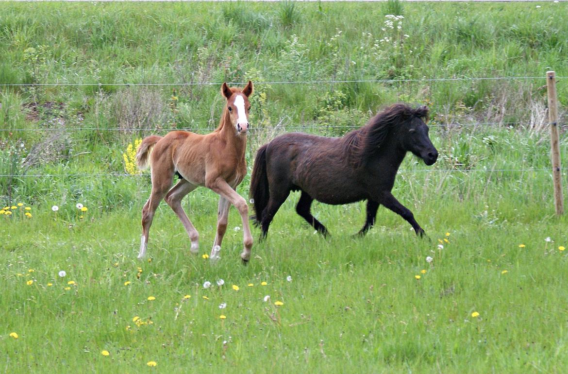 Shetlænder Lucky Of Nobility billede 2