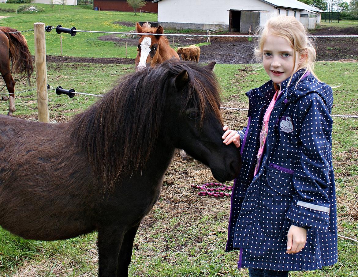 Shetlænder Lucky Of Nobility billede 3