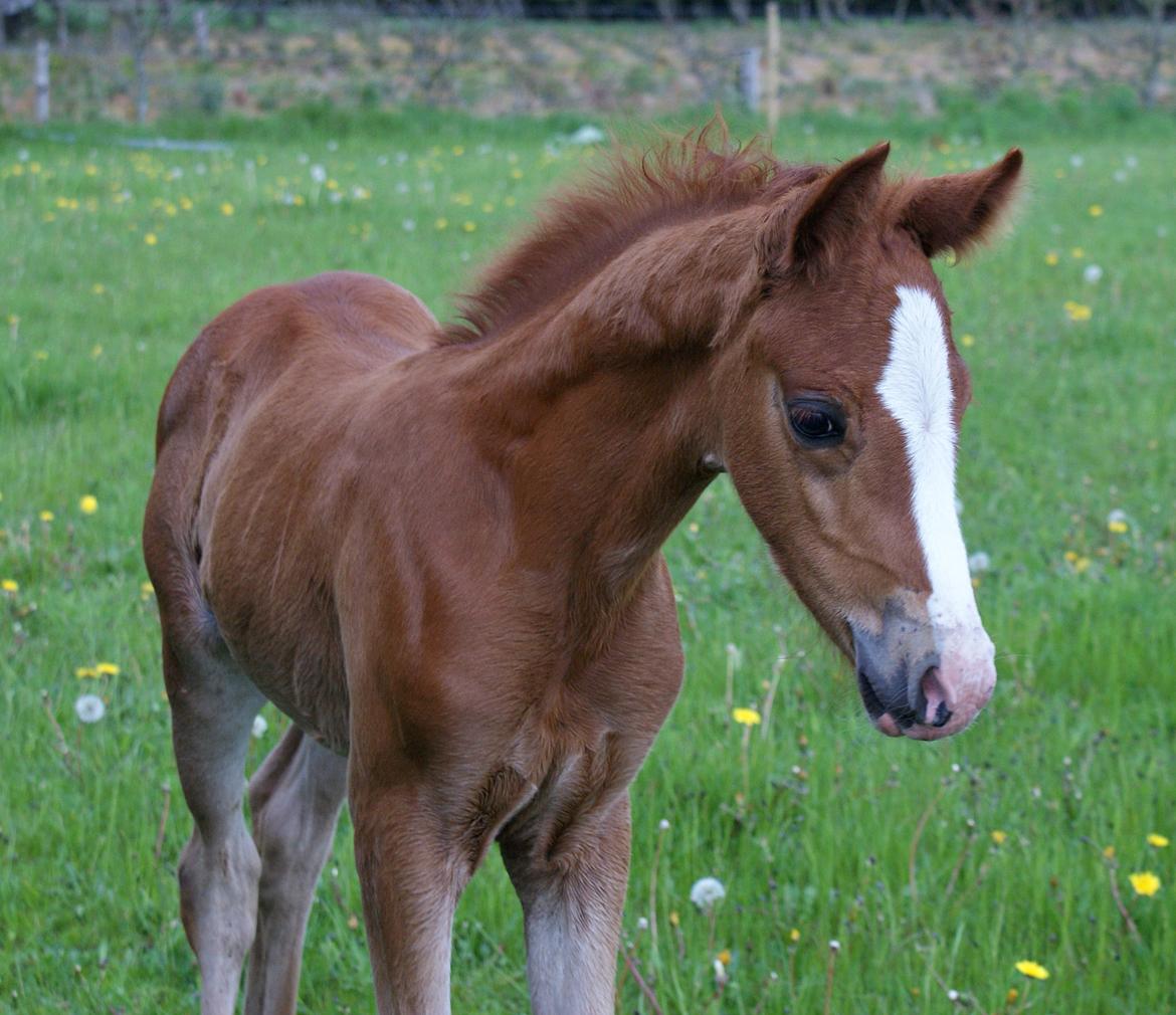 DSP L'or Déguisé Nobility billede 4