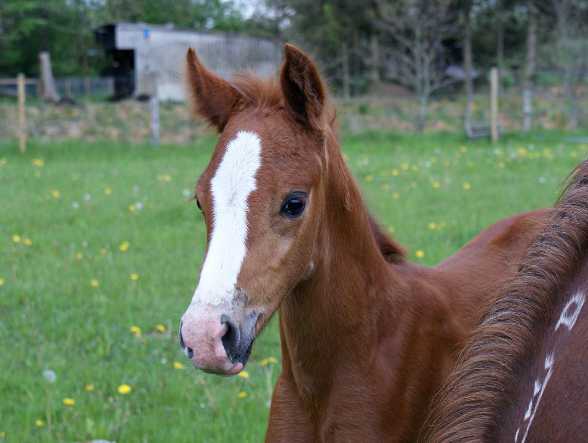 DSP L'or Déguisé Nobility billede 9