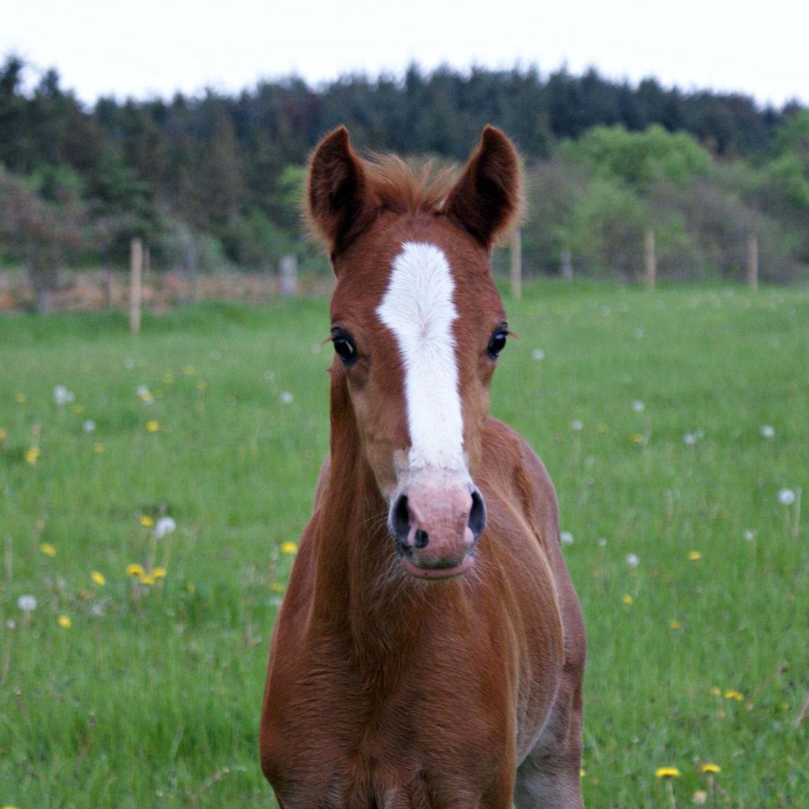 DSP L'or Déguisé Nobility billede 15