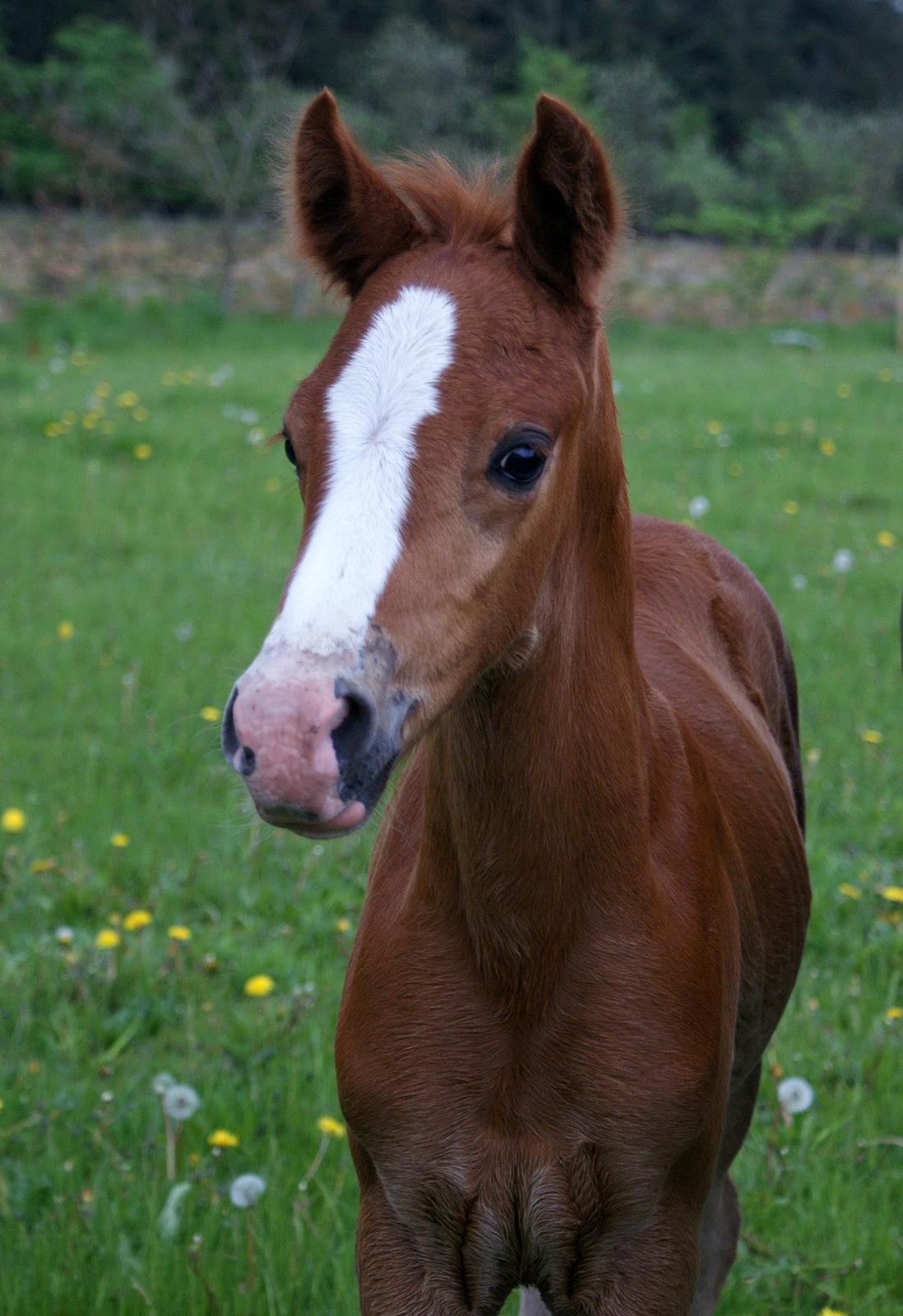 DSP L'or Déguisé Nobility billede 1