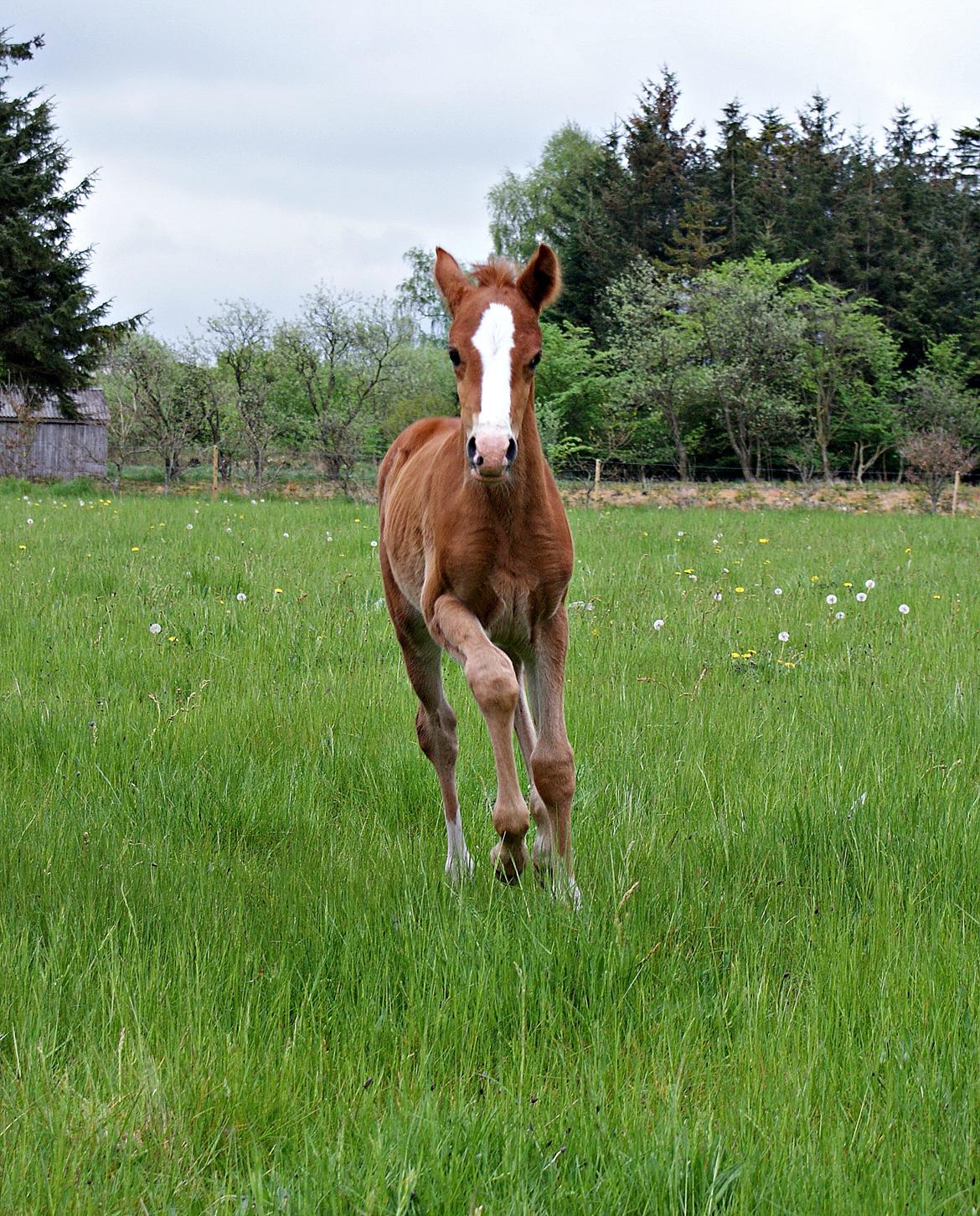 DSP L'or Déguisé Nobility billede 10
