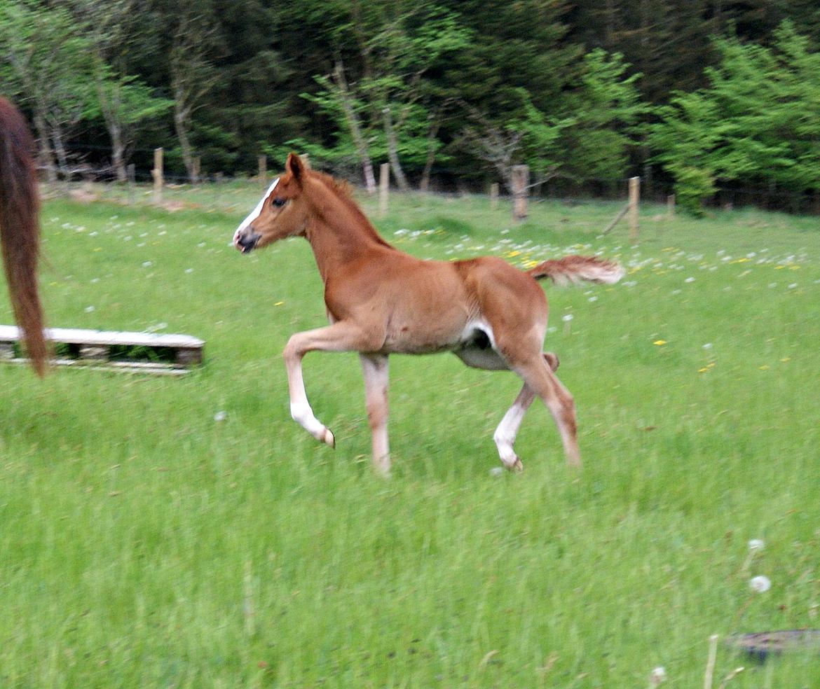 DSP L'or Déguisé Nobility billede 17