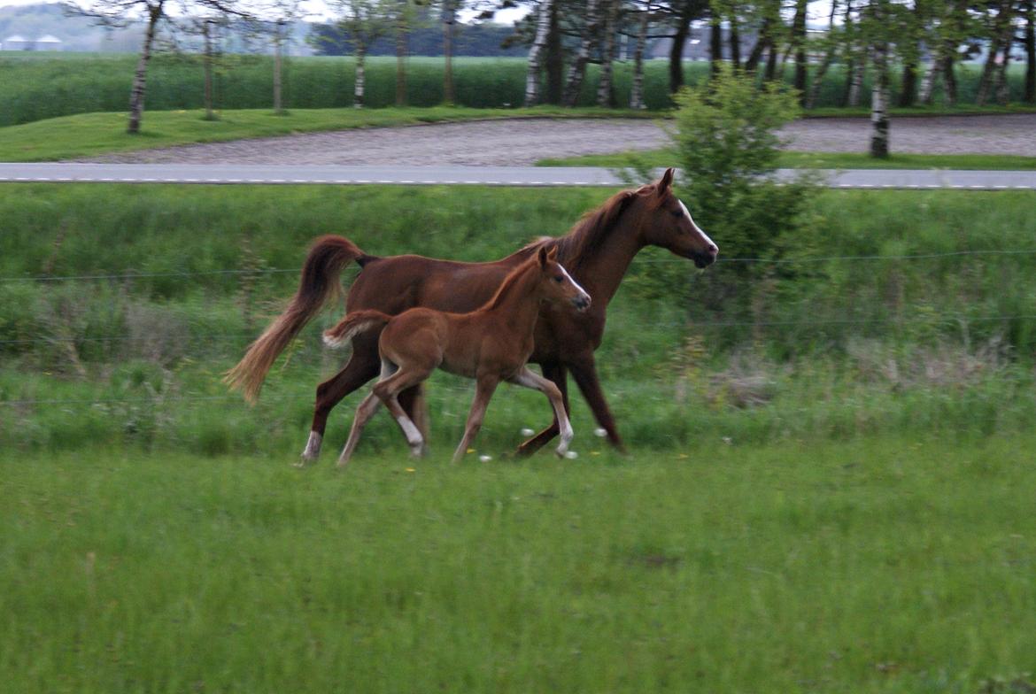 DSP L'or Déguisé Nobility billede 8