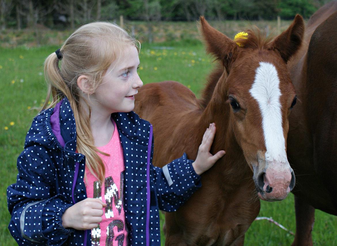 DSP L'or Déguisé Nobility billede 14