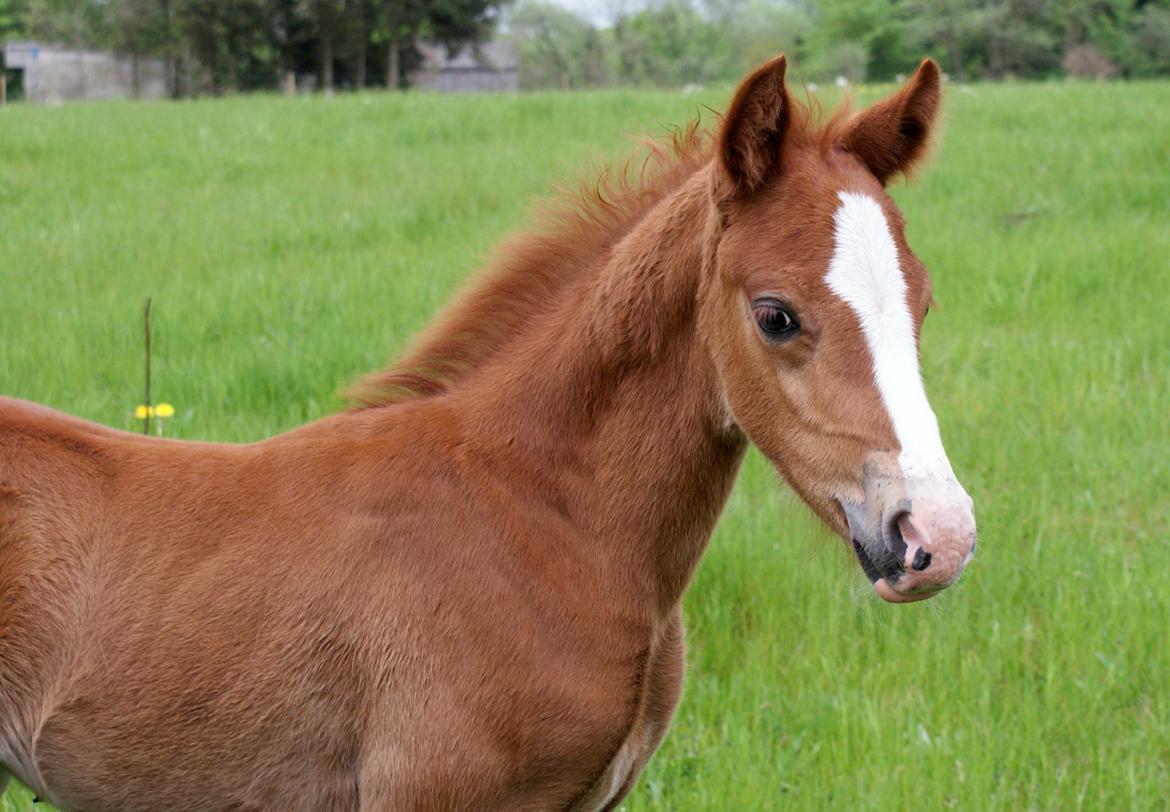 DSP L'or Déguisé Nobility billede 3