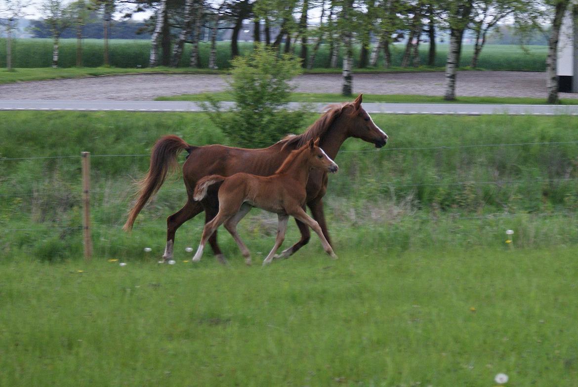DSP L'or Déguisé Nobility billede 13