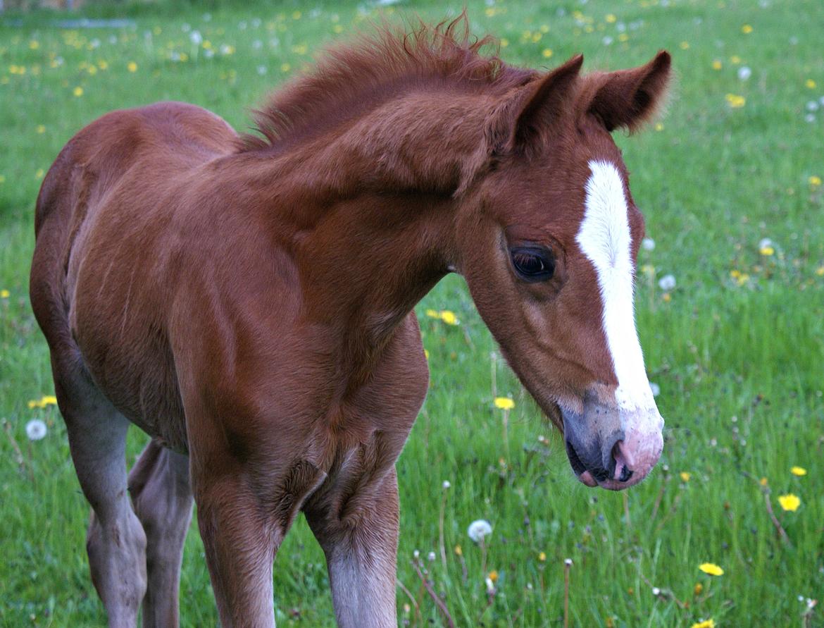 DSP L'or Déguisé Nobility billede 11