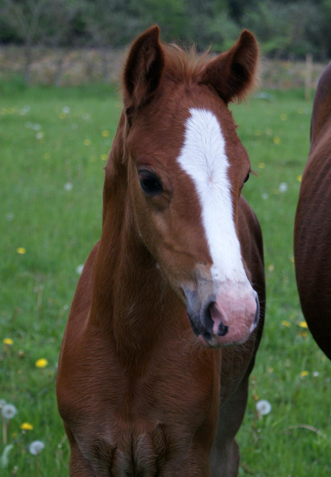 DSP L'or Déguisé Nobility billede 6