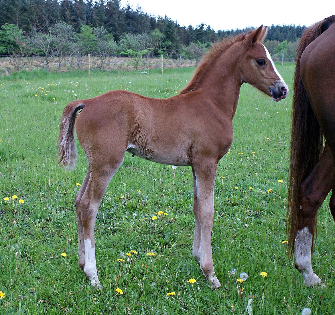 DSP L'or Déguisé Nobility billede 5